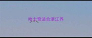 哈士奇适合浙江养