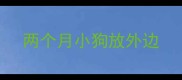 两个月小狗放外边