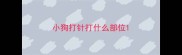 小狗打针打什么部位