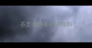 不怎么掉毛的宠物狗