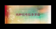 纯种拉布拉多牙齿