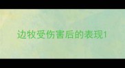 边牧受伤害后的表现
