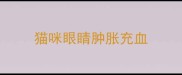 猫咪眼睛肿胀充血