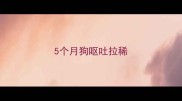 5个月狗呕吐拉稀