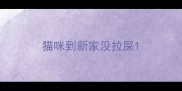 猫咪到新家没拉屎