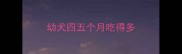 幼犬四五个月吃得多