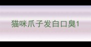 猫咪爪子发白口臭