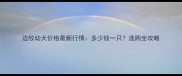 边牧幼犬价格最新行情多少钱一只选购全攻略