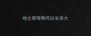 哈士奇母狗可以长多大