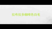 拉布拉多咖啡色白毛
