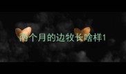 两个月的边牧长啥样