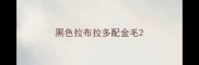 黑色拉布拉多配金毛