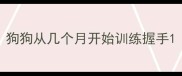 狗狗从几个月开始训练握手