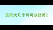 贵宾犬几个月可以修剪