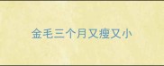 金毛三个月又瘦又小