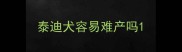泰迪犬容易难产吗