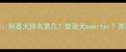泰迪柯基智商对比全柯基犬排名第几泰迪犬smarter养狗必看的聪明度测评