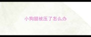 小狗腿被压了怎么办
