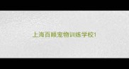 上海百顺宠物训练学校
