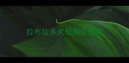 拉布拉多犬母狗生理期