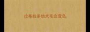 拉布拉多幼犬毛会变色