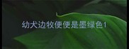 幼犬边牧便便是墨绿色