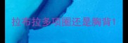拉布拉多项圈还是胸背