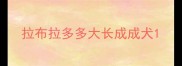 拉布拉多多大长成成犬