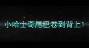 小哈士奇尾巴卷到背上