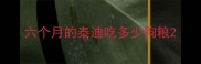 六个月的泰迪吃多少狗粮
