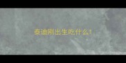 泰迪刚出生吃什么