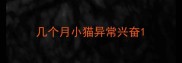 几个月小猫异常兴奋
