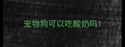宠物狗可以吃酸奶吗