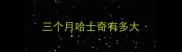 三个月哈士奇有多大