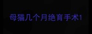 母猫几个月绝育手术