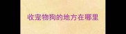 收宠物狗的地方在哪里