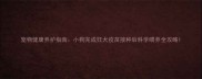 宠物健康养护指南小狗完成狂犬疫苗接种后科学喂养全攻略