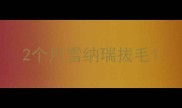 2个月雪纳瑞拔毛