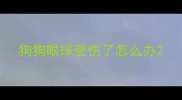 狗狗眼球受伤了怎么办