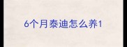 6个月泰迪怎么养