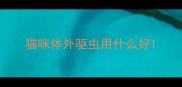 猫咪体外驱虫用什么好