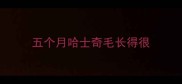 五个月哈士奇毛长得很
