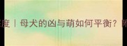 哈士奇性格深度母犬的凶与萌如何平衡附驯养全攻略