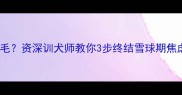 4个月萨摩耶疯狂掉毛资深训犬师教你3步终结雪球期焦虑附超全护理清单