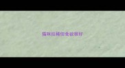 猫咪拉稀但食欲很好