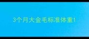 3个月大金毛标准体重