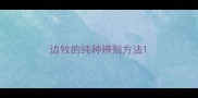 边牧的纯种辨别方法