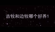 古牧和边牧哪个好养