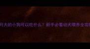 1个月大的小狗可以吃什么新手必看幼犬喂养全攻略