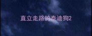 直立走路的泰迪狗